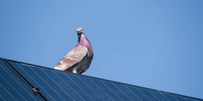 Pigeon Proofing
